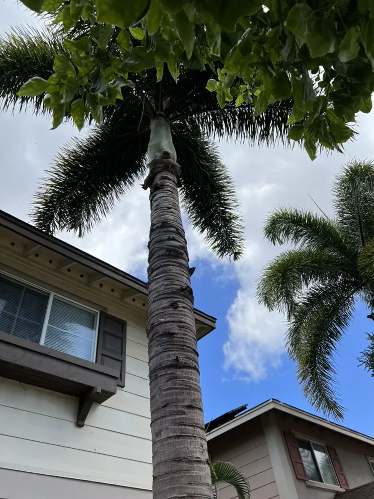 Affordable outdoor landscaping for residential properties in Honolulu, HI by JBR Landscaping & Yard Services