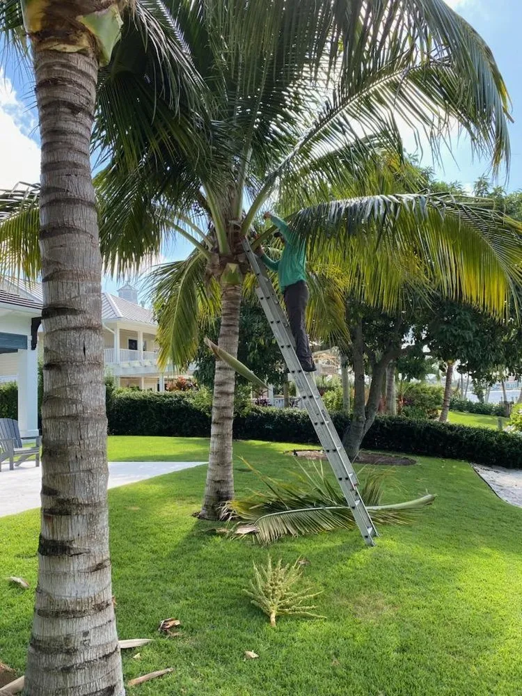 Trusted yard cleanup service in Hobe Sound, FL - JB's Estatescapes