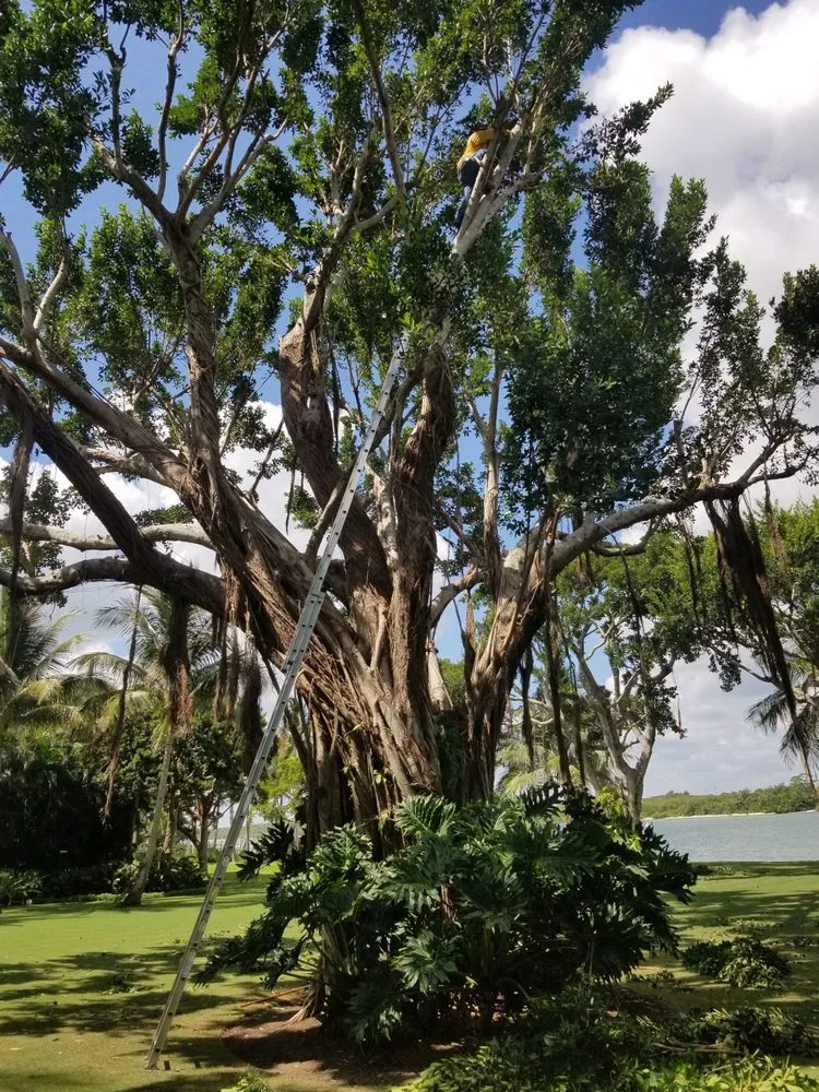 Professional yard cleanup service for homes in Hobe Sound, FL by JB's Estatescapes