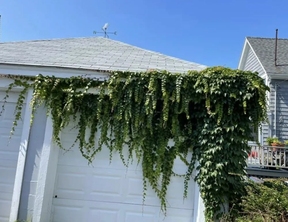 Professional lawn care service for beautiful yards across Salem, MA - JB's Handyman Services