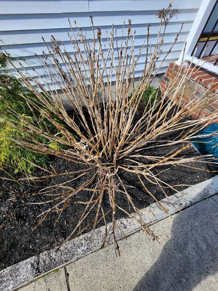 Custom lawn care service for outdoor upgrades in Brockton, MA by JB's Landscaping & Plowing Services