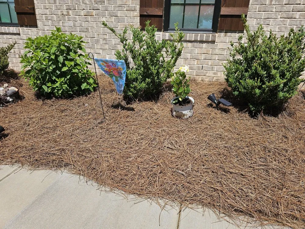 Local landscaping services in Lewisville, NC - JB's Pine Needles