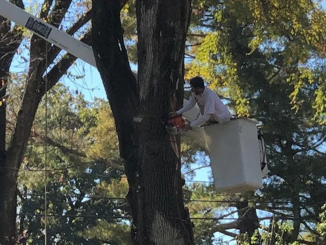 Custom yard maintenance in Cottontown, TN by JB's Tree Service