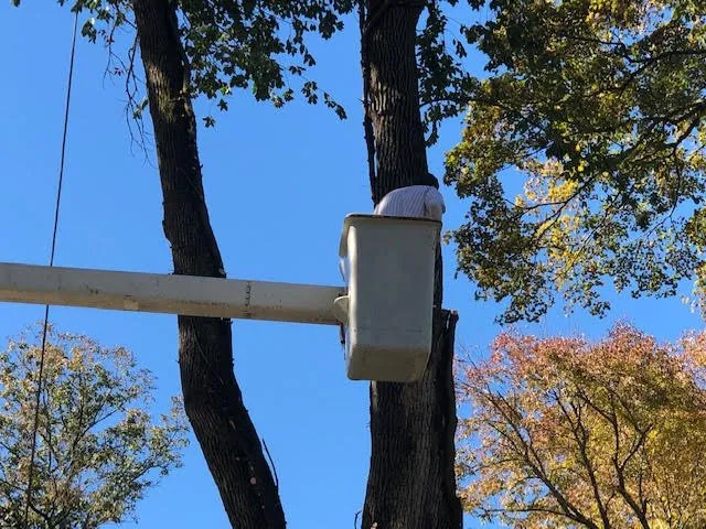 Reliable yard maintenance for homes in Cottontown, TN by JB's Tree Service