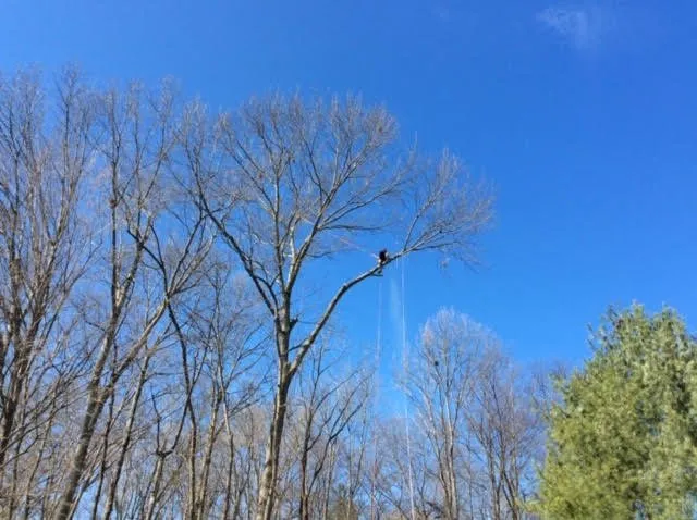 Custom yard cleanup service in Cottontown, TN - JB's Tree Service