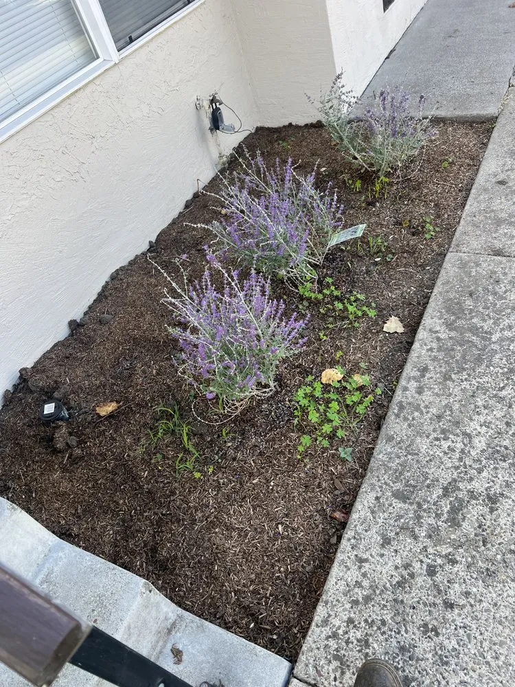 Affordable lawn care service near you across Hayward, CA - JB,s Yard Service Landscaping