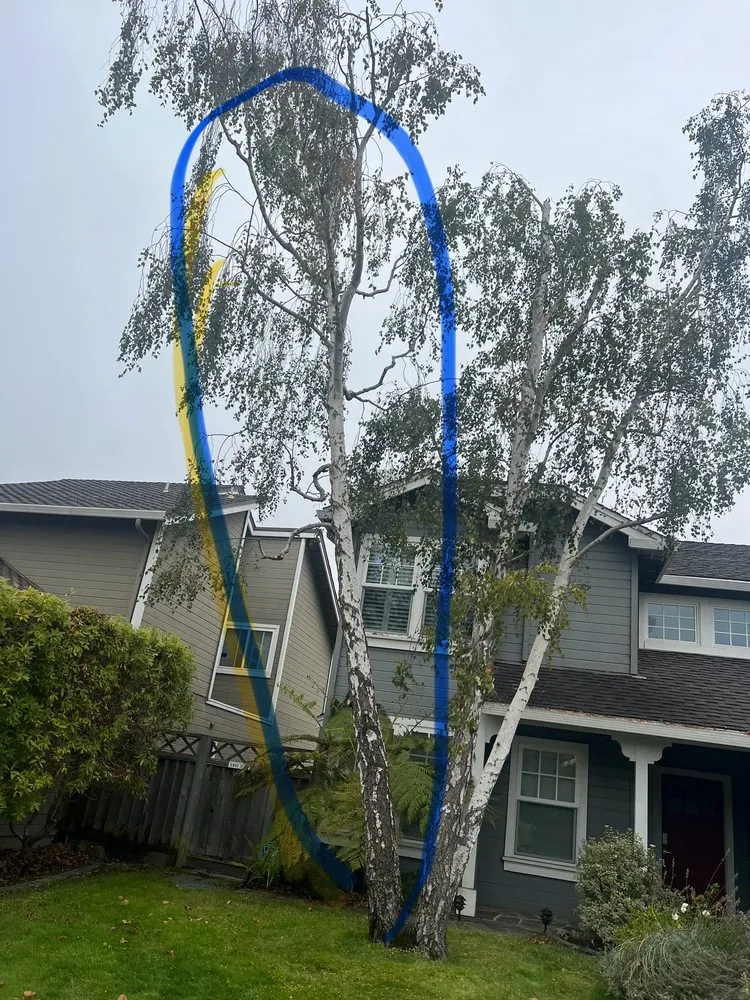 Expert landscaping services for residential properties in Hayward, CA by JB,s Yard Service Landscaping