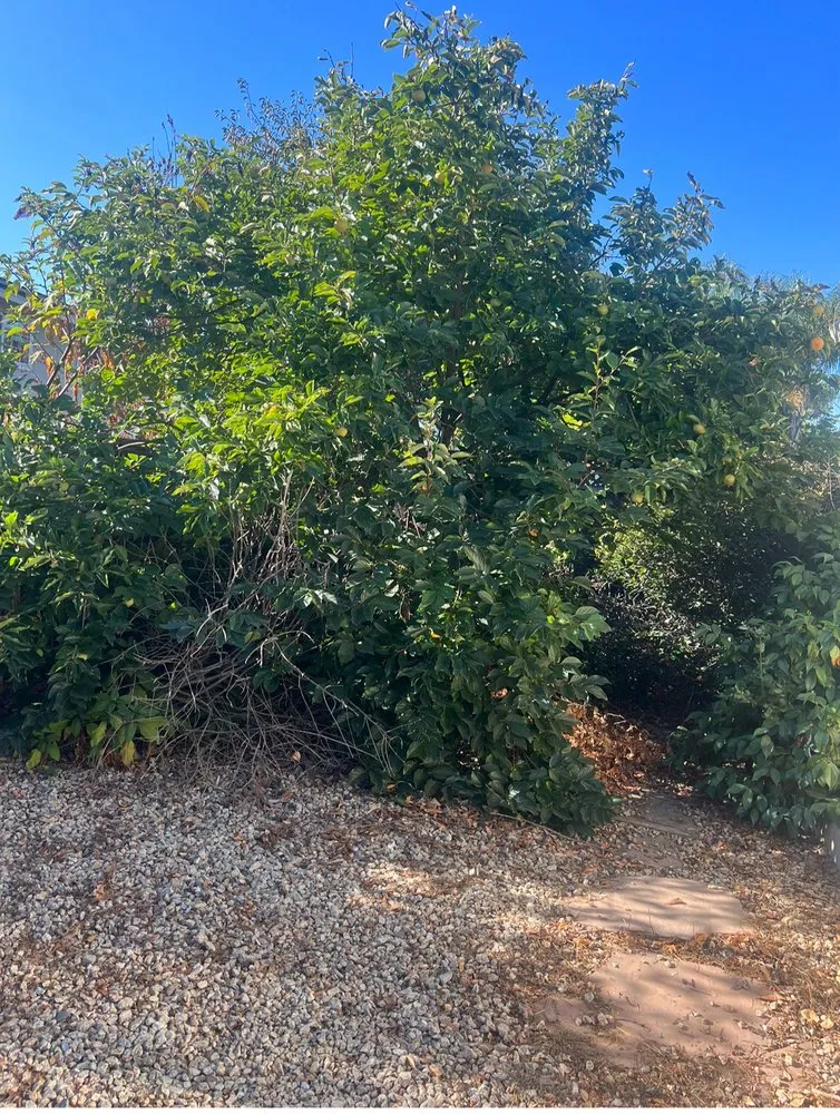 Reliable garden landscaping experts serving Hayward, CA - JB,s Yard Service Landscaping