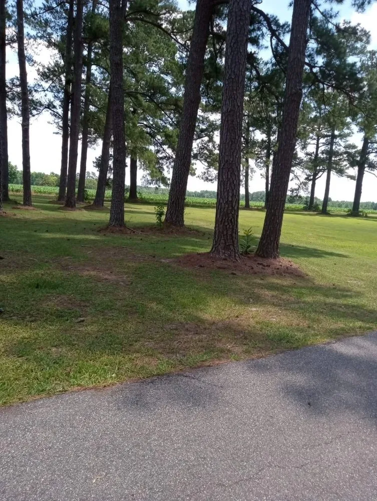 Affordable residential landscaping in Lake City, SC - JBug's Lawn Care Service