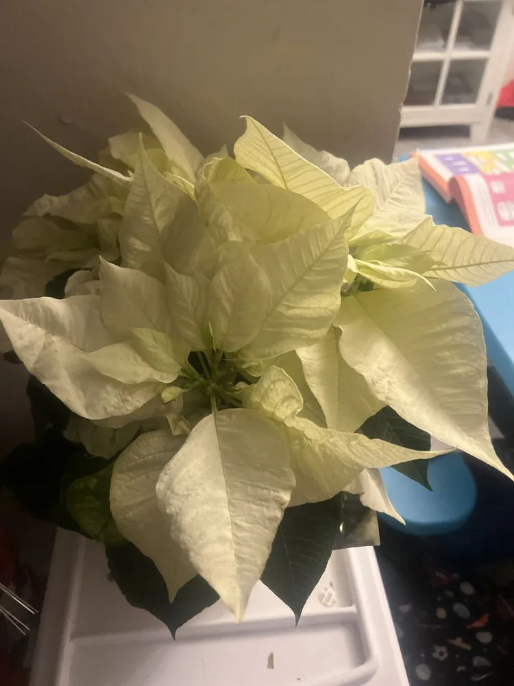 Expert yard cleanup service experts serving Temple Hills, MD - Jc & Son Landscaping Service