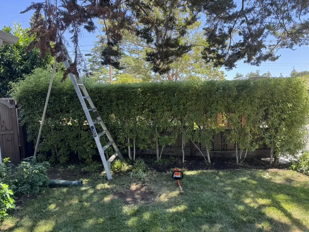 Affordable yard cleanup service experts serving San Rafael, CA - Jc Garden Services