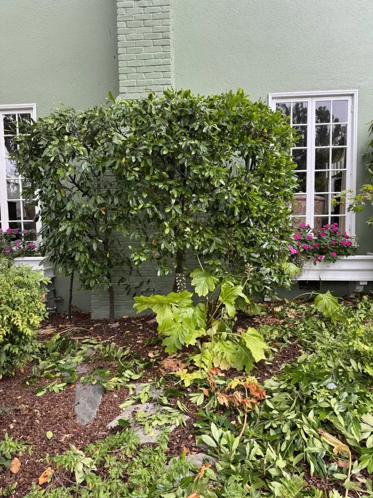 Custom landscaping services for year-round maintenance across San Rafael, CA - Jc Garden Services