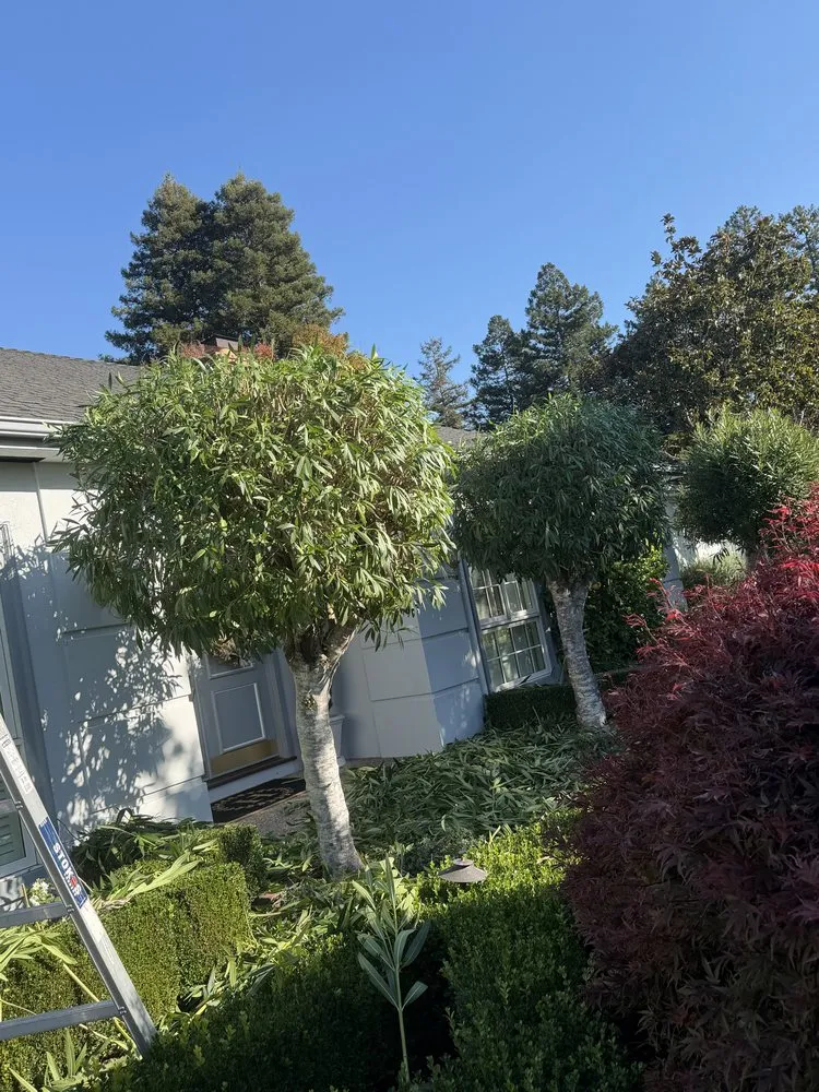 Professional lawn mowing service in San Rafael, CA - Jc Garden Services