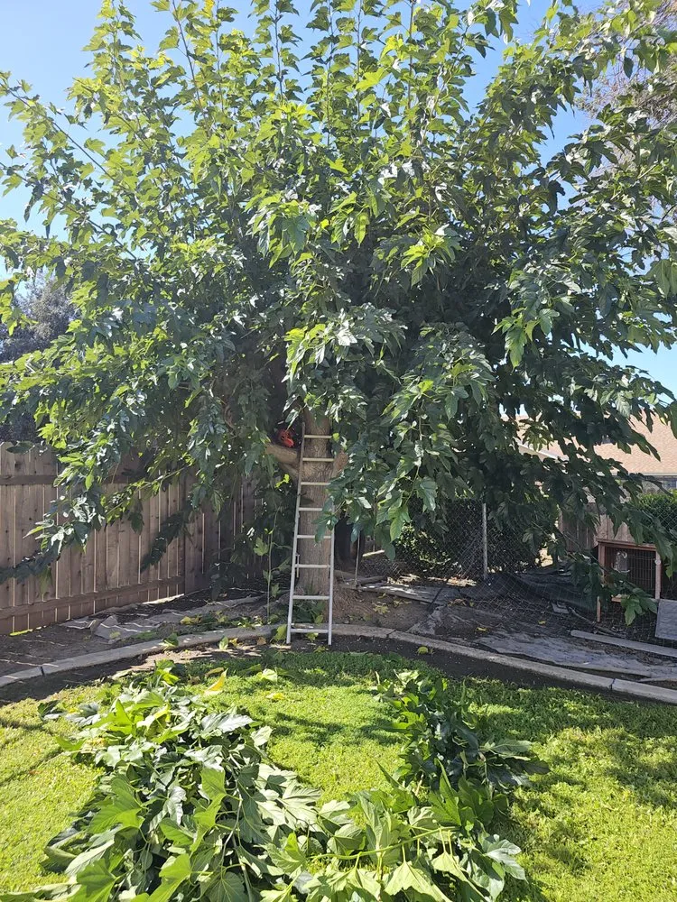 Reliable residential landscaping for homes across Santa Paula, CA - Jc Gardening