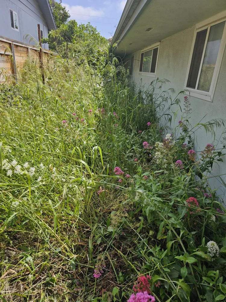 Reliable yard maintenance in Santa Paula, CA by Jc Gardening