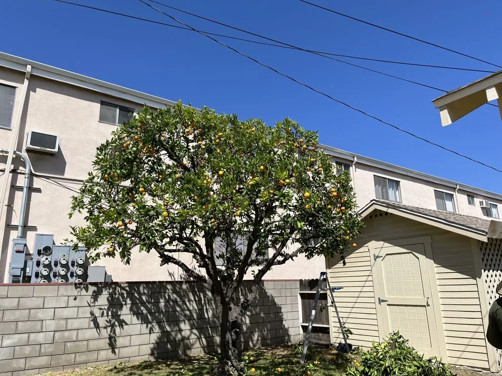 Expert residential landscaping for year-round maintenance in San Fernando Valley, CA by JC Greens