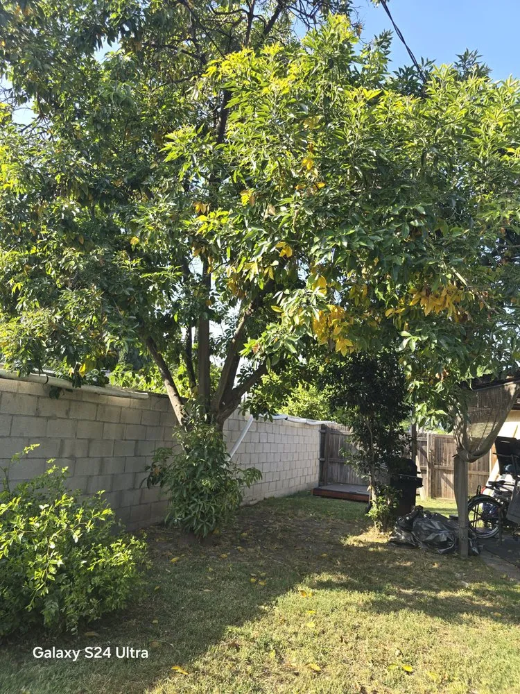 Professional landscaping services experts serving West Covina, CA - JC Hauling