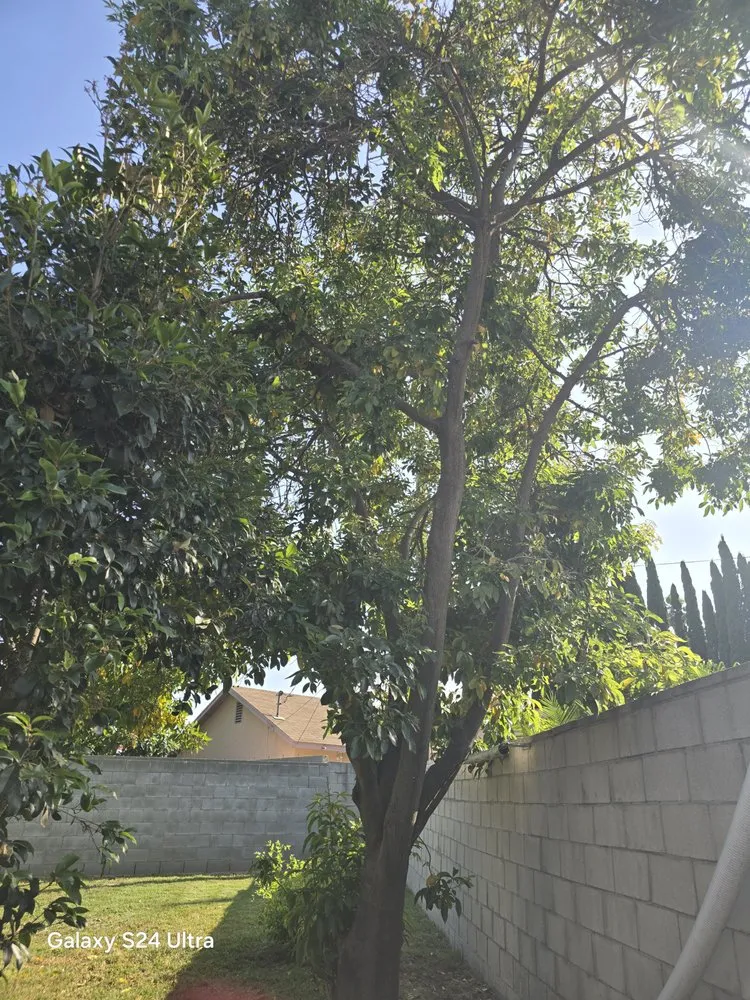 Local landscaping services for outdoor upgrades in West Covina, CA by JC Hauling