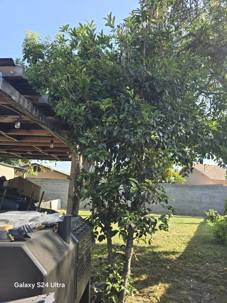 Custom yard maintenance in West Covina, CA by JC Hauling