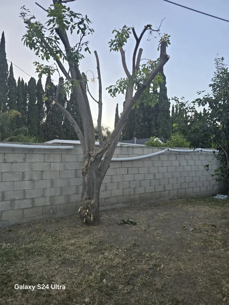 Expert lawn mowing service in West Covina, CA by JC Hauling