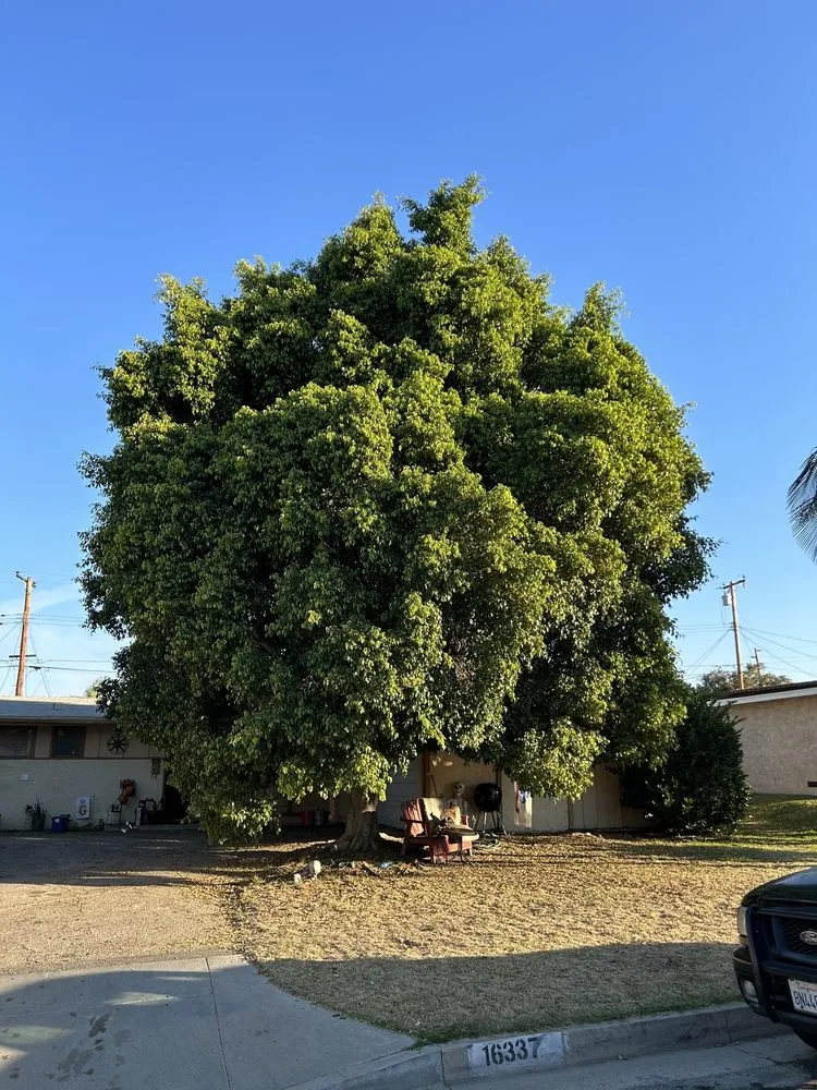 Local yard maintenance for homes in West Covina, CA by JC Hauling