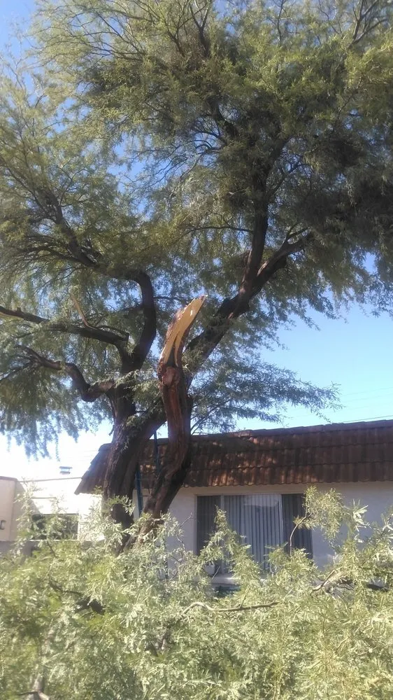 Trusted lawn mowing service for beautiful yards in Tucson, AZ by JC Land Management