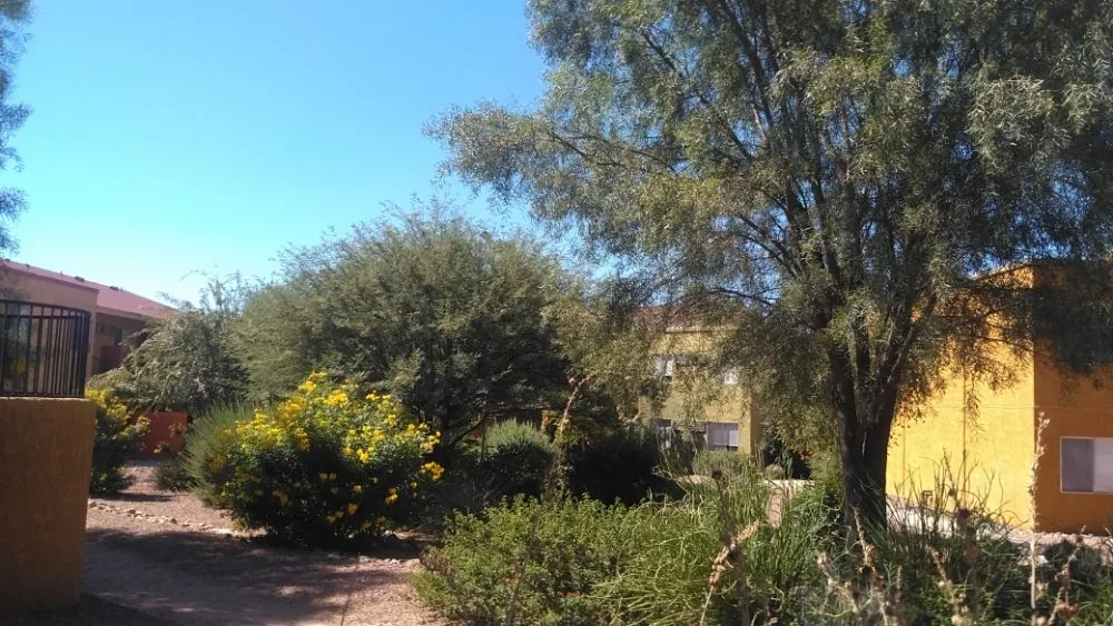 Custom yard cleanup service in Tucson, AZ by JC Land Management