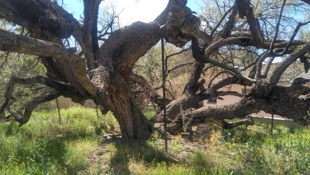 Trusted outdoor landscaping with custom design across Tucson, AZ - JC Land Management