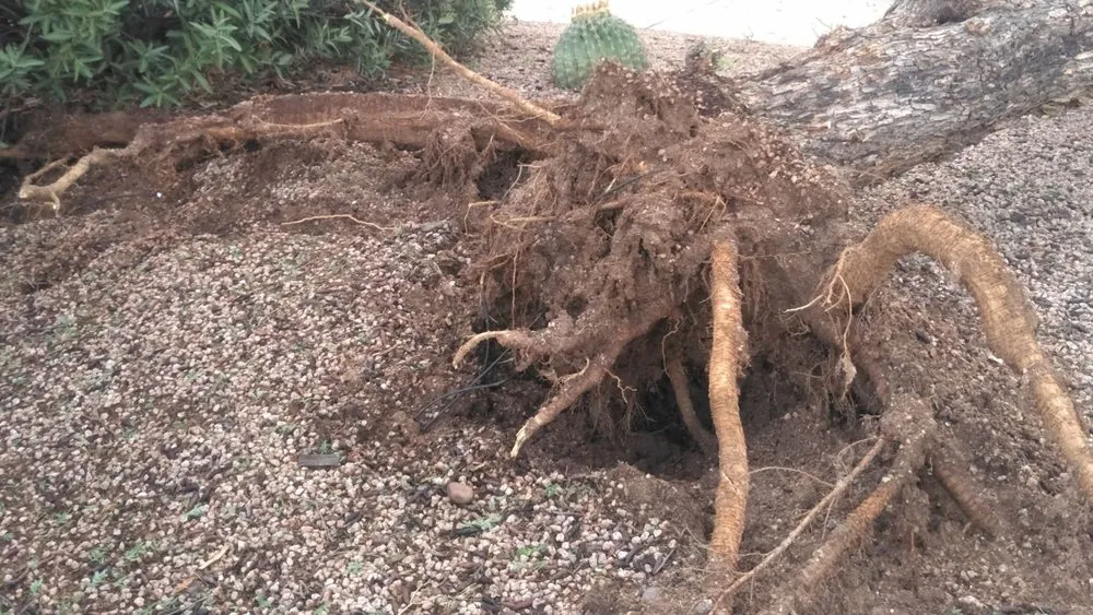 Local lawn mowing service for homes across Tucson, AZ - JC Land Management