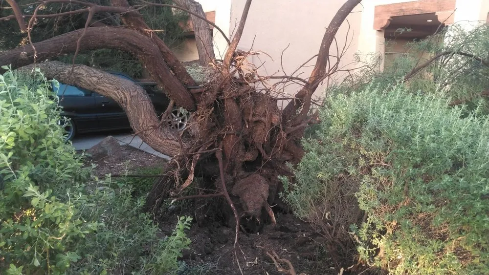 Custom yard cleanup service in Tucson, AZ by JC Land Management