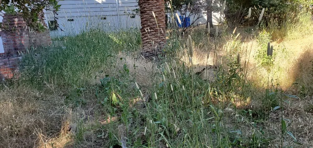 Trusted yard cleanup service in San Jose, CA - JC Landscape & Gardening Service