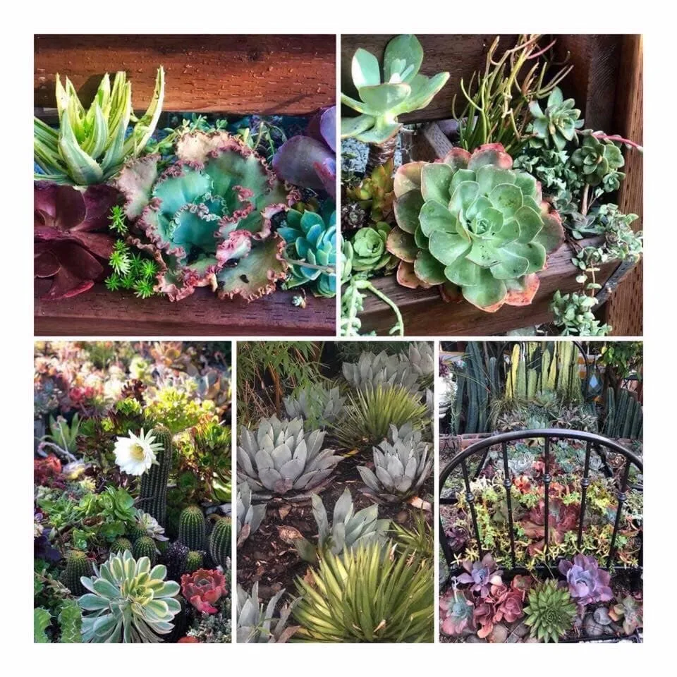 Affordable yard cleanup service experts serving San Jose, CA - JC Landscape & Gardening Service