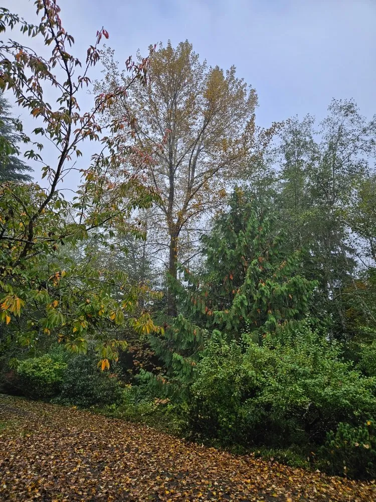 Custom lawn care service in Allyn-Grapeview, WA by J&C Landscape