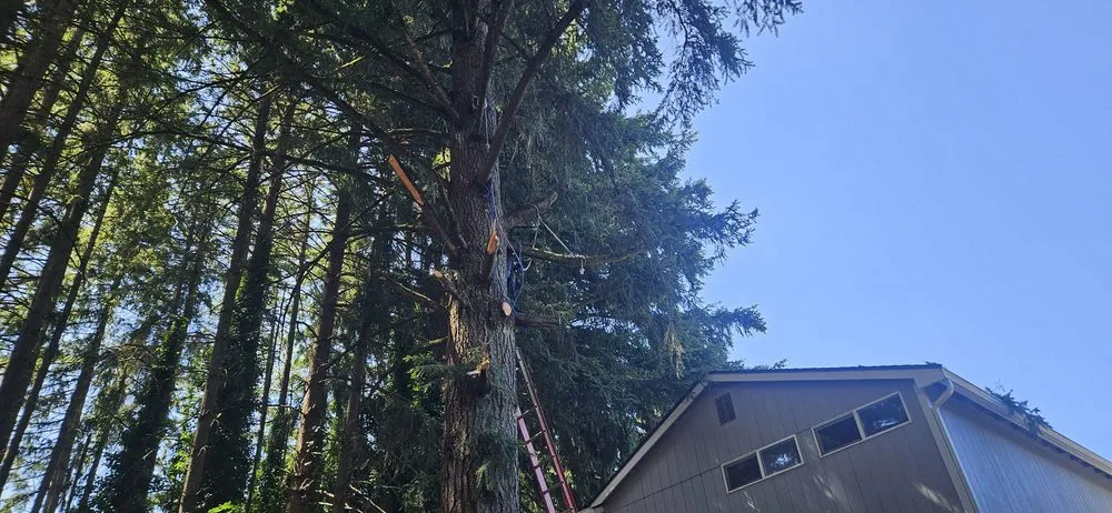 Expert landscape installation in Seattle, WA by JC Landscape and Construction