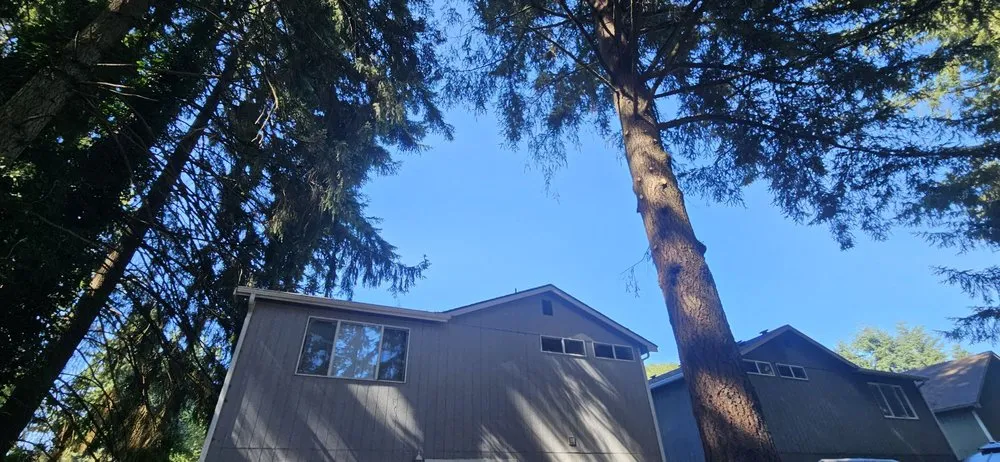 Custom yard cleanup service in Seattle, WA by JC Landscape and Construction