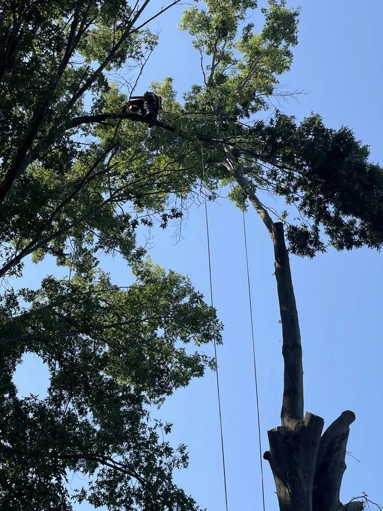 Expert yard cleanup service experts serving Charlotte, NC - JC Landscape