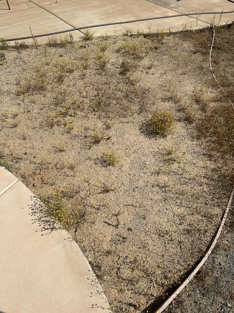 Affordable garden landscaping for residential properties in Lake Elsinore, CA by JC Landscape