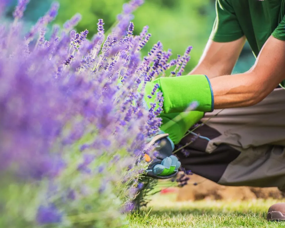 Trusted lawn care service in Orlando, FL by JC Landscape