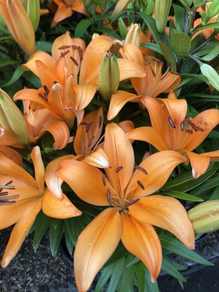 Custom residential landscaping in Queens, NY - JC Landscaping & Design