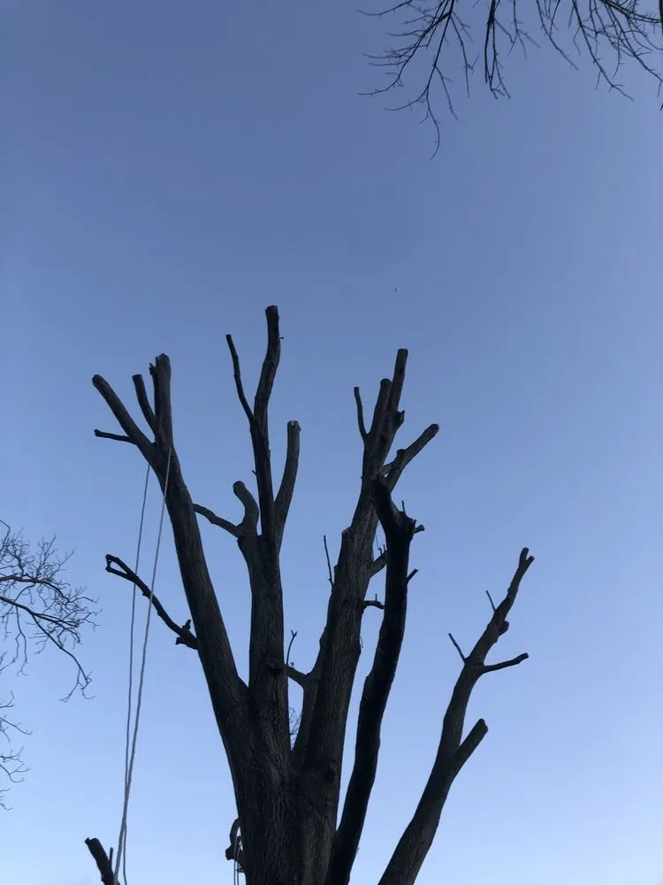 Expert landscape design for residential properties in Houston, TX by JC Landscaping And Tree Service