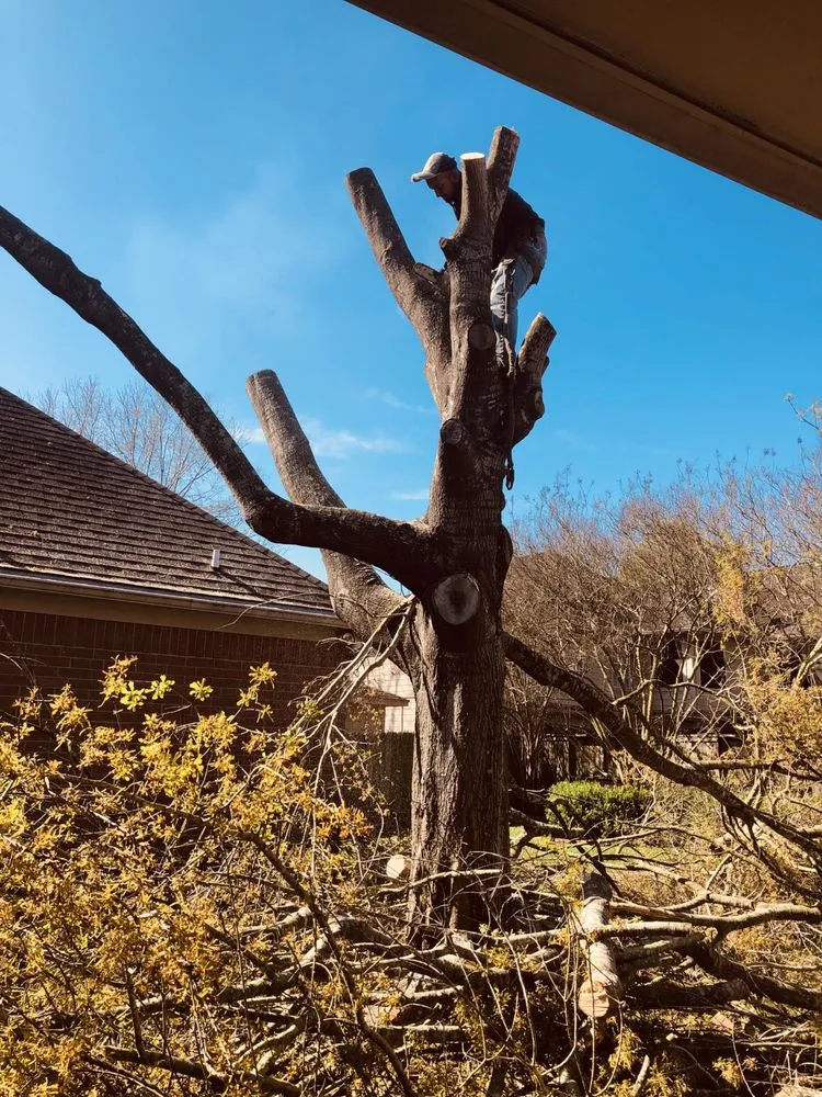 Reliable landscape installation for beautiful yards across Houston, TX - JC Landscaping And Tree Service