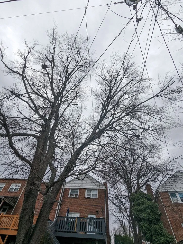 Top-rated landscape installation in Bowie, MD by JC Landscaping