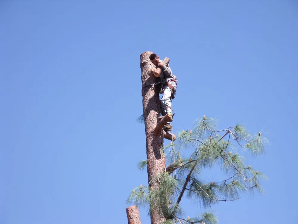 Local yard cleanup service experts serving Camarillo, CA - JC Landscaping