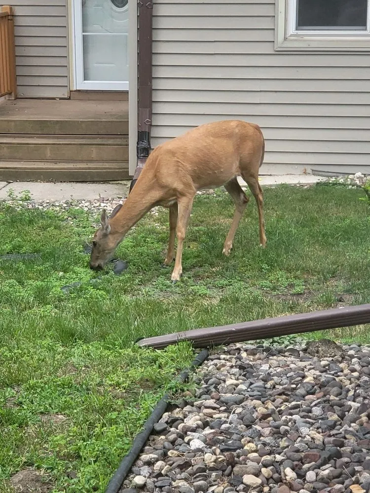 Local outdoor landscaping in Eagan, MN - JC Landscaping