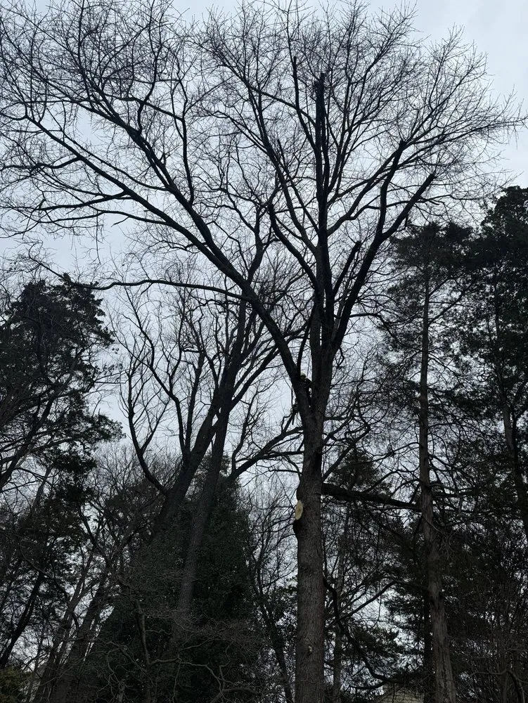 Custom landscape installation experts serving Fairfax, VA - Jc Landscaping