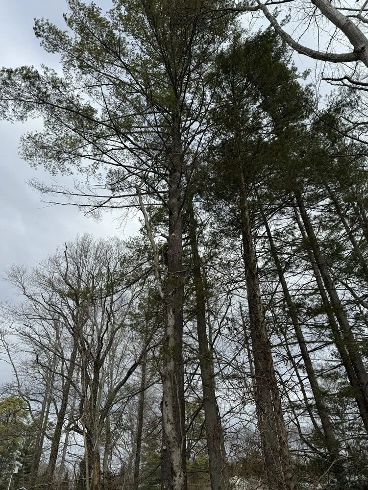 Reliable lawn care service in Fairfax, VA - Jc Landscaping