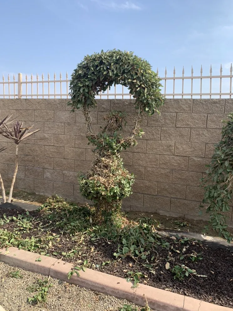 Reliable lawn care service in Delhi, CA - JC Lawn Care