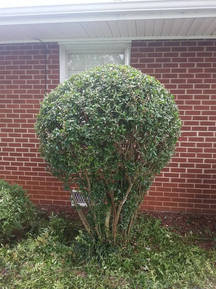 Expert landscape installation for year-round maintenance in Russellville, AL by JC Lawn Care