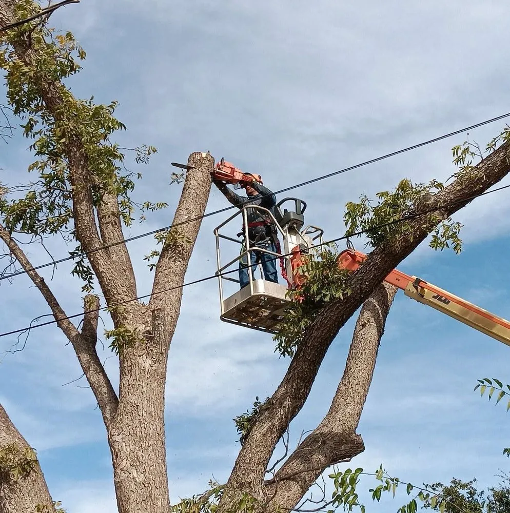 Custom landscaping services for year-round maintenance across Midland, TX - JC Lawns & Landscaping