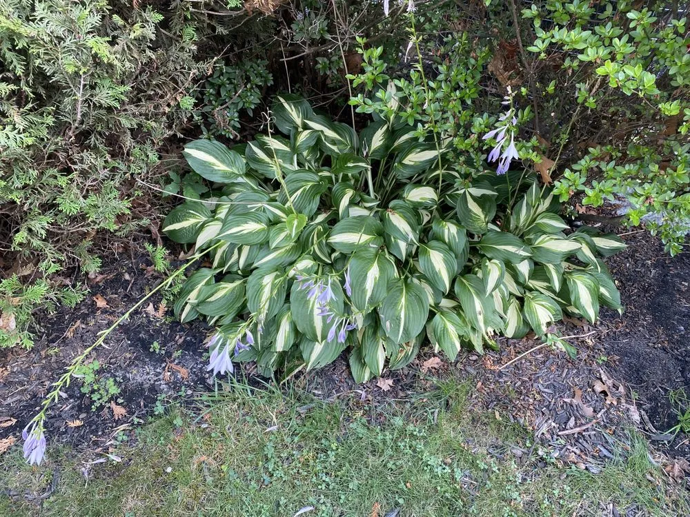 Professional yard maintenance for outdoor upgrades across Jackson Township, NJ - JC Lawns